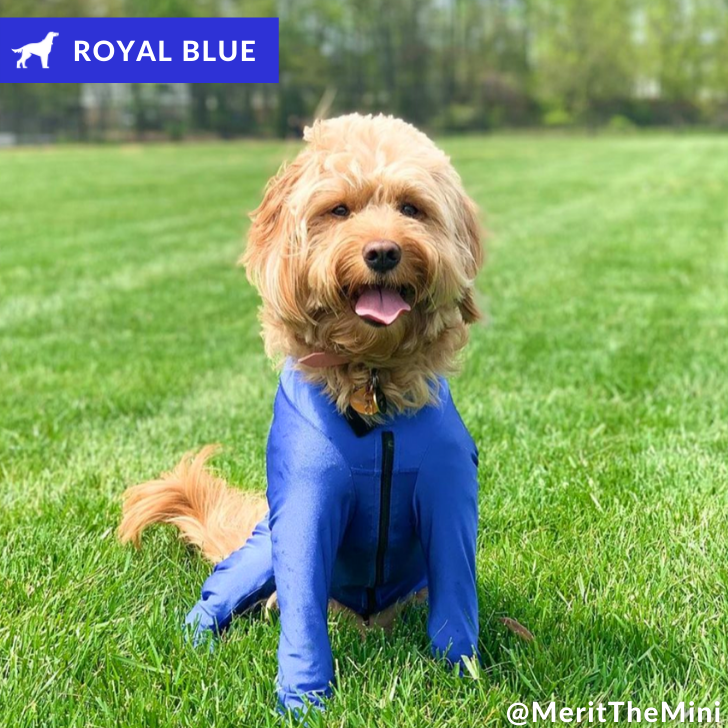 royal blue lycra bodysuit