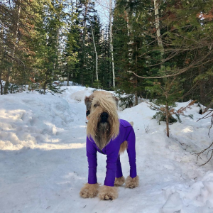 Wheaten wearing Lycra Bodysuit in snow to prevent snowballs on fur