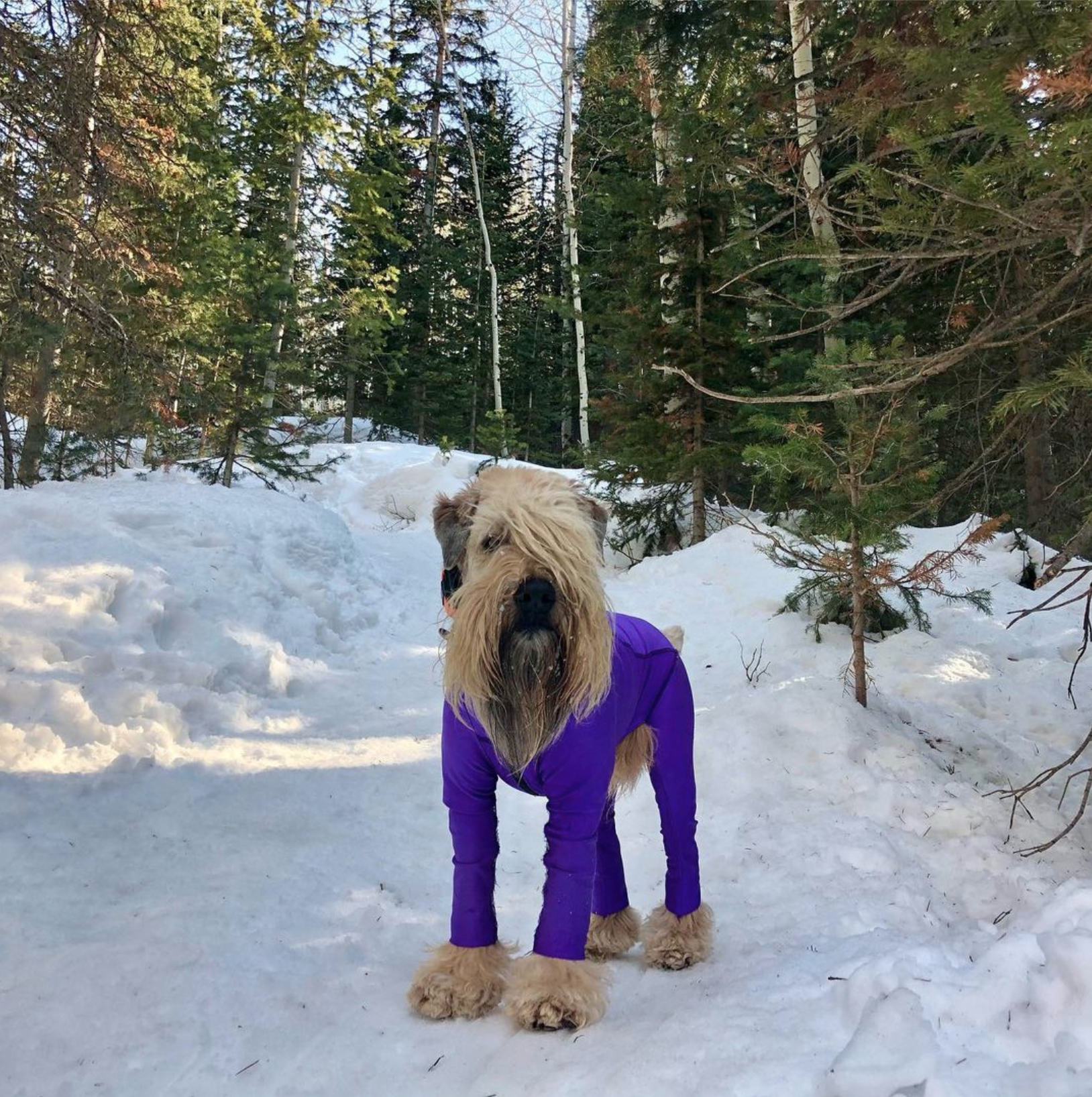 Sept 25 Wheaten wearing Lycra Bodysuit in snow to prevent snowballs on fur