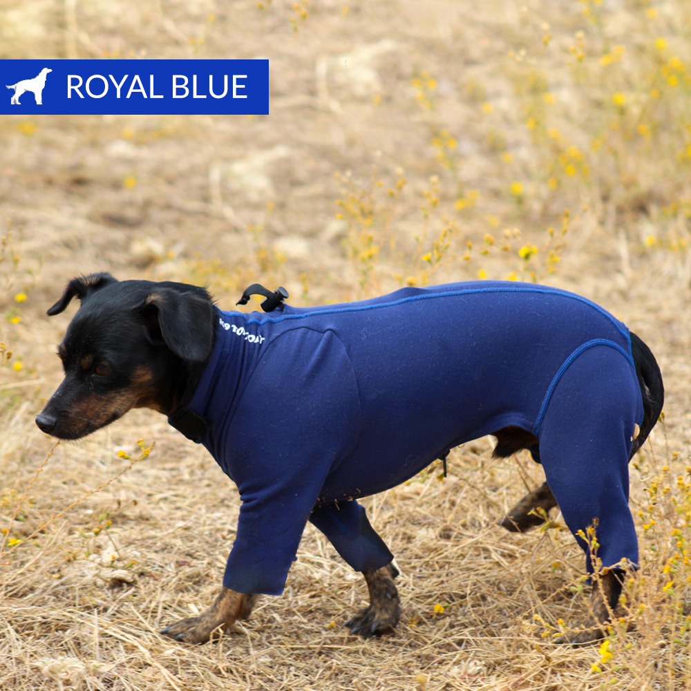 af_royalblue