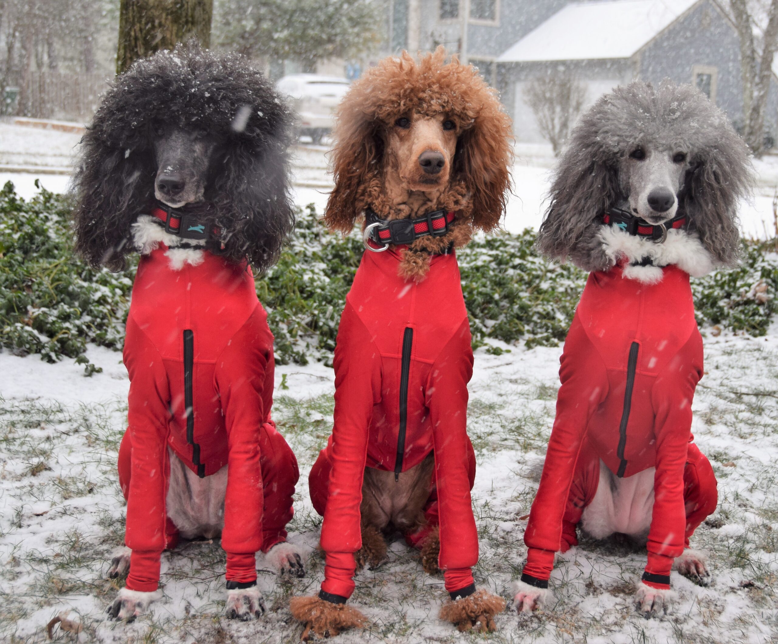 3-poodles-scaled.jpg
