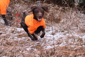 Hunting Dog in K9 Top Coat Sports Vest