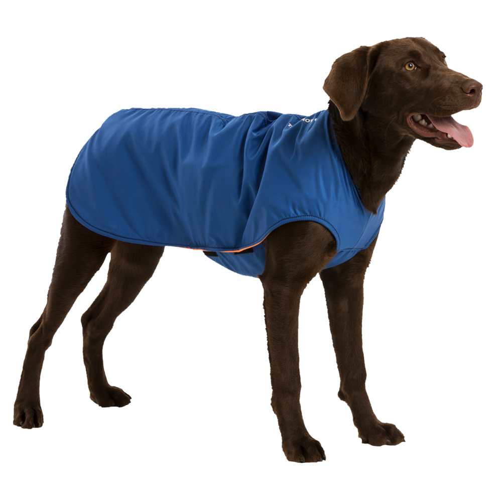 K9 Top Coat | Brown dog wearing blue base coat