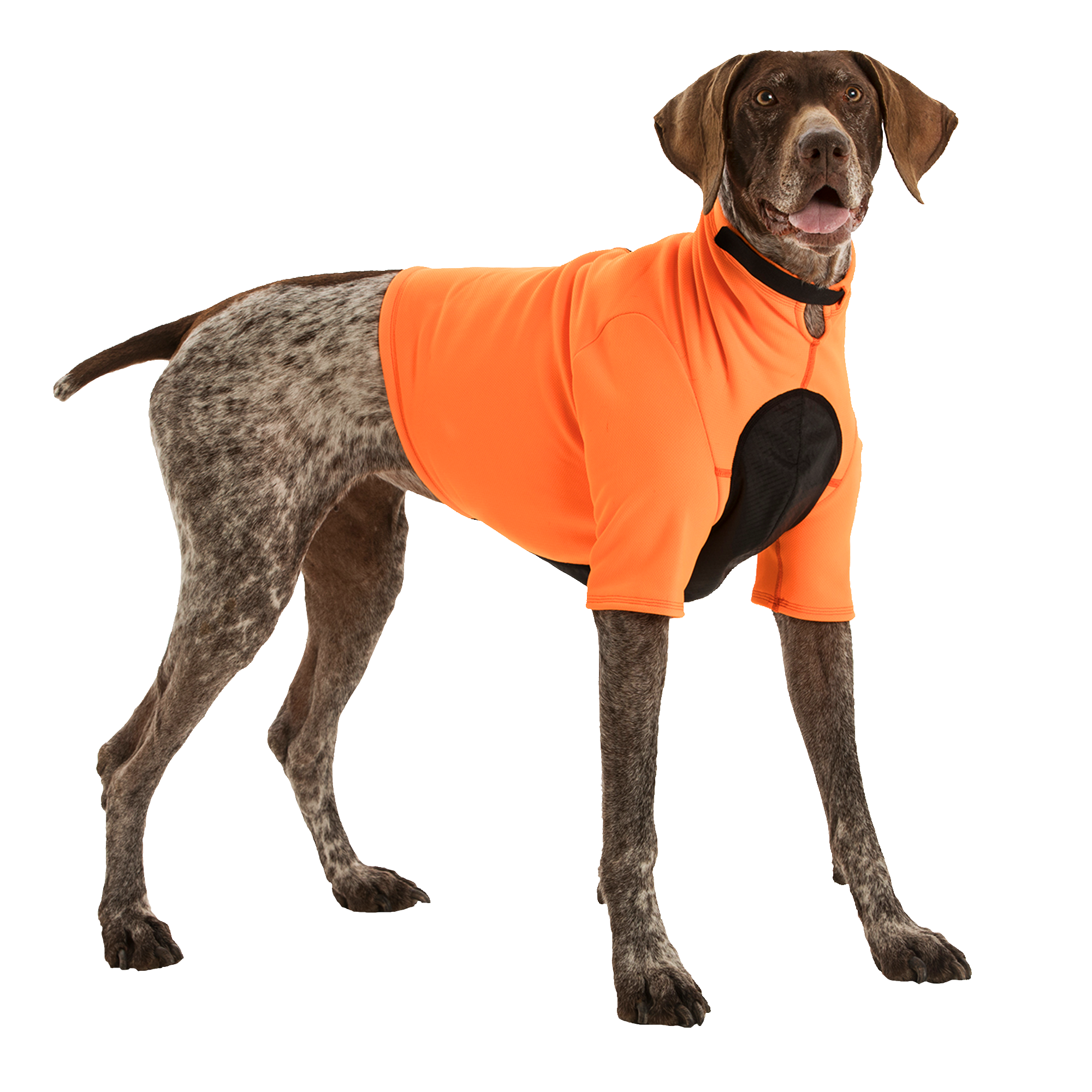 K9 Top Coat | Pointer in orange safety vest