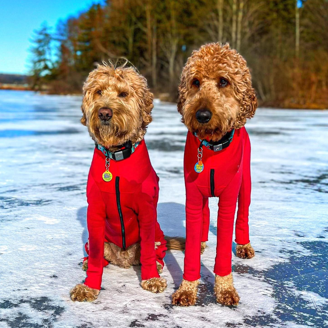 Sully and Sampson Doodles in Weatherproof Suits Sully and Sampson Doodles in Weatherproof Suits