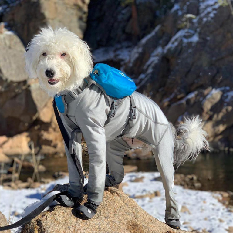 Lycra Bodysuit Dog Allergy Solutions K9 Top Coat