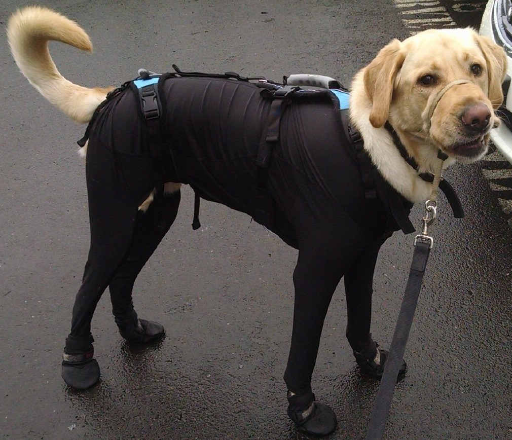 dog snowsuit with attached feet