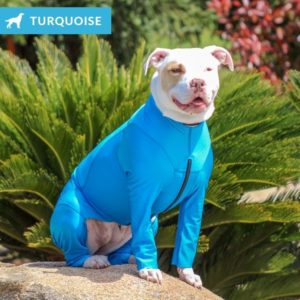 turquoise lycra bodysuit on pitbull for sun protection