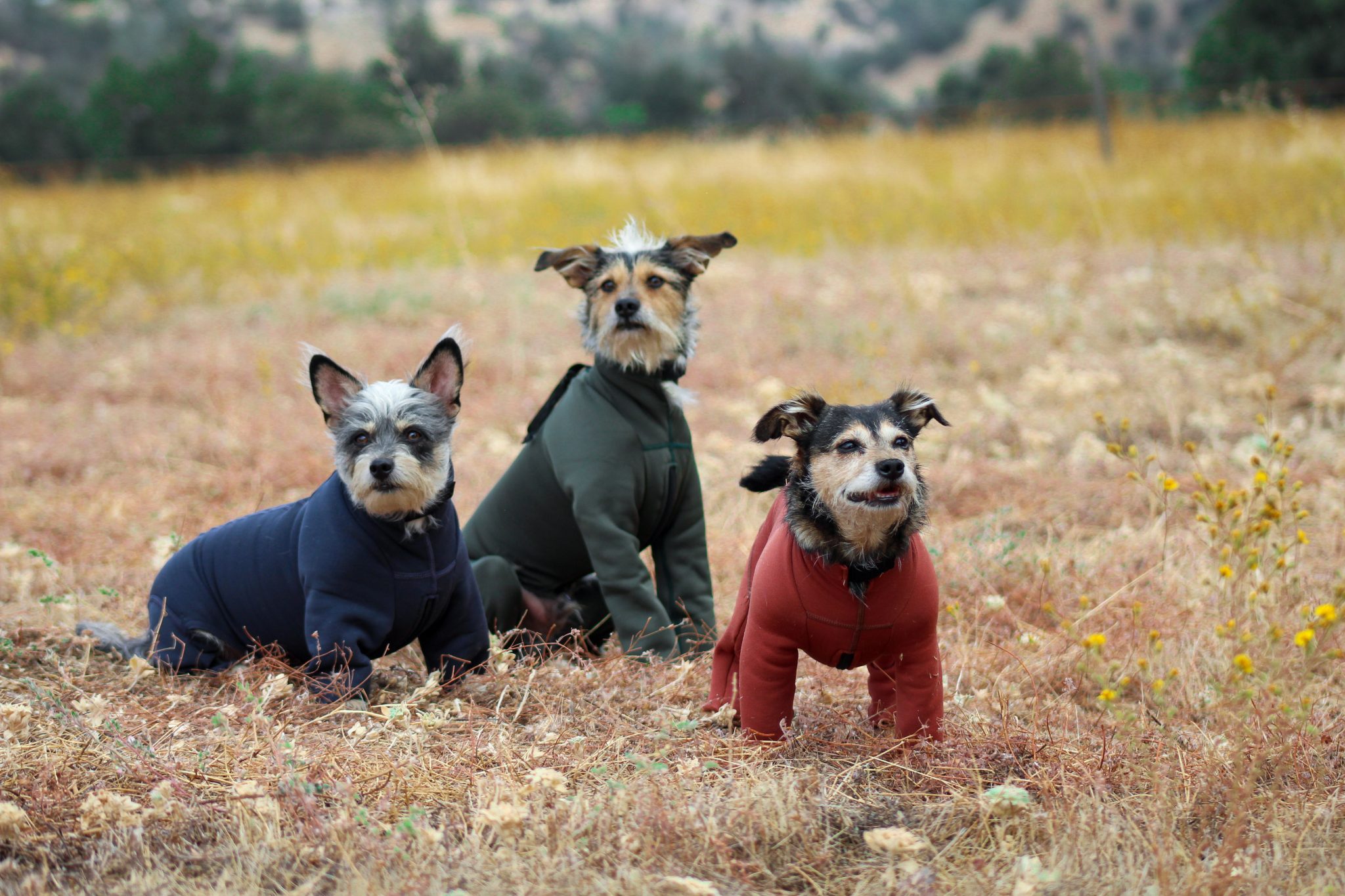 Nearly New Arctic Fleece Bodysuit K9 Top Coat