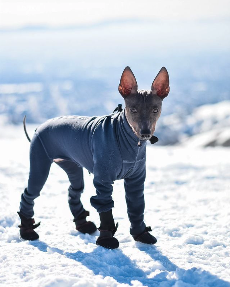 Dog winter outlet suit