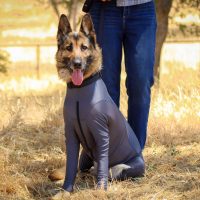 German Shepherd with allergies in Comfort Coat bodysuit for dogs