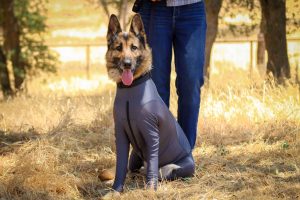 German Shepherd with allergies in Comfort Coat bodysuit for dogs