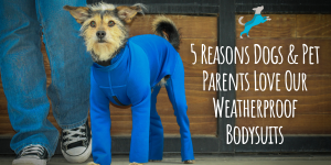 5 Reasons Dogs and Pet Parents Love Our Weatherproof Bodysuit