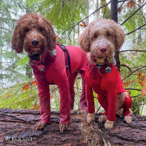 Two Australian Labradoodles hiking in the Pacific Northwest wearing their K9 Top Coat Weatherproof Bodysuits to protect their fur from mud and keep them dry!