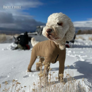 Golden Doodle hiking in the snow wearing a K9 Top Coat Weatherproof Bodysuit to prevent snowballs from sticking to his fur and to keep him warm and dry! 