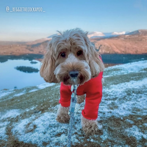 Cockapoo in the snow wearing his K9 Top Coat Weatherproof Bodysuit to prevent snowballs and keep him warm!