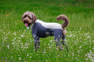 Goldendoodle in Full Cover Bodysuit to Prevent Lyme Disease