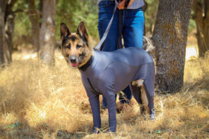 German Shepherd in Supra Plus Bodysuit to Prevent Ticks