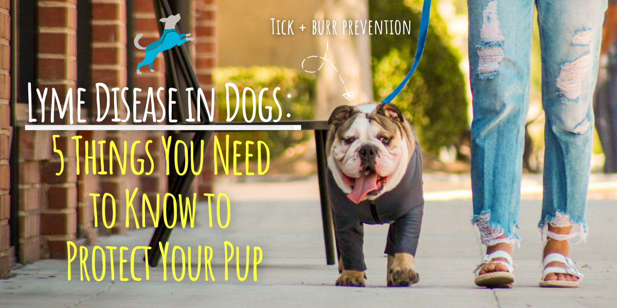 Lyme Disease in Dogs 5 Things You Need to Know to Protect Your Pup