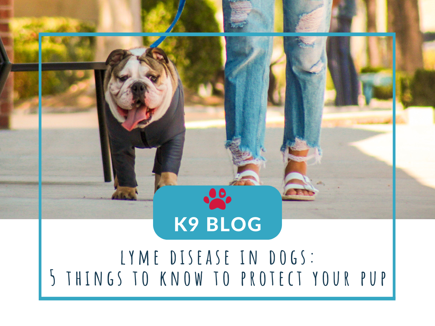 lyme disease in dogs