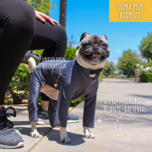 Pug in Dog Bodysuit for allergy relief