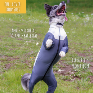 Border Collie in Dog Bodysuit for allergy relief