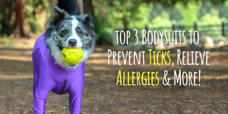 Border Collie in K9 Top Coat Dog Bodysuit to Prevent Ticks and Burrs