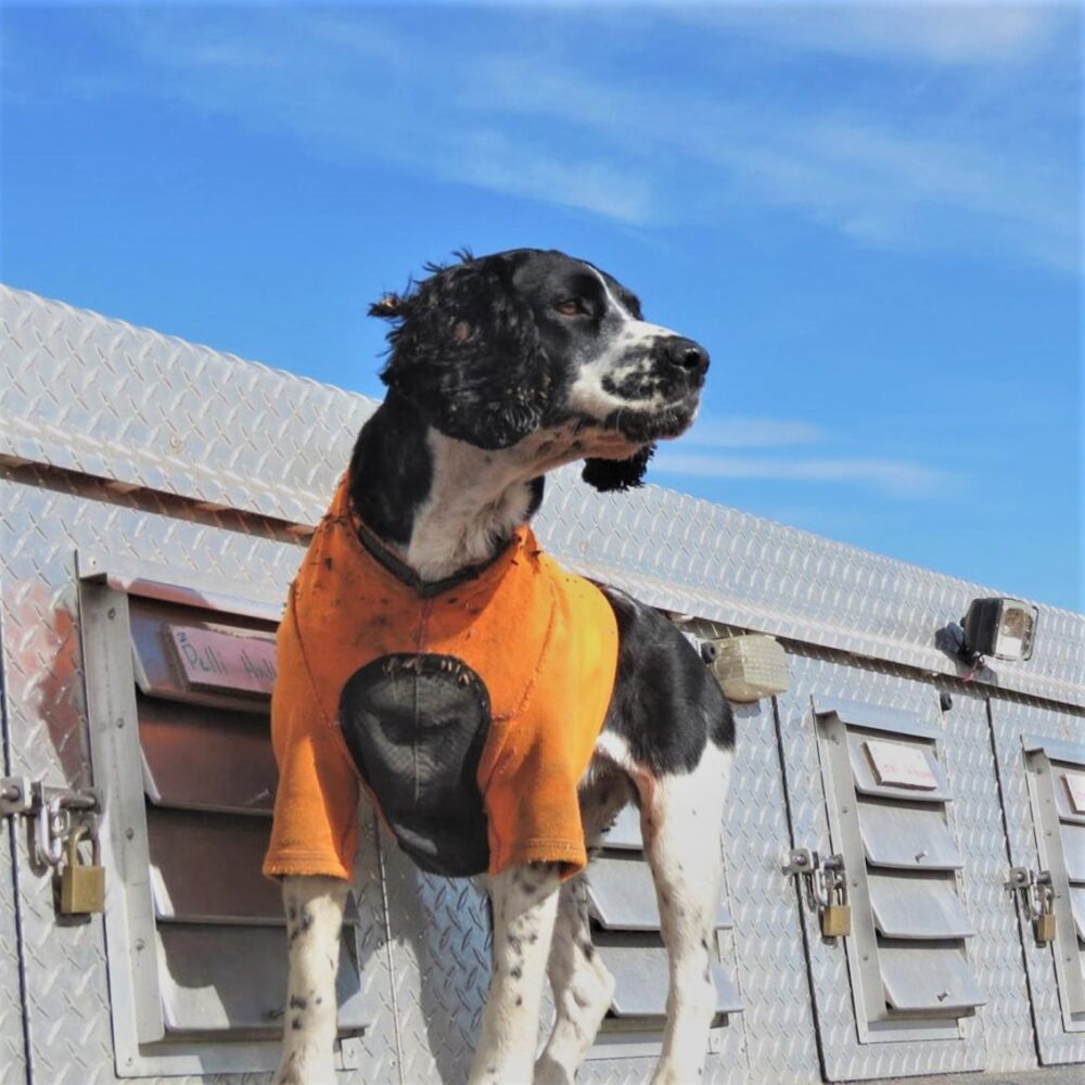 New Yellow anti-bite protection vest K2 2.0 for dogs. Waterproof