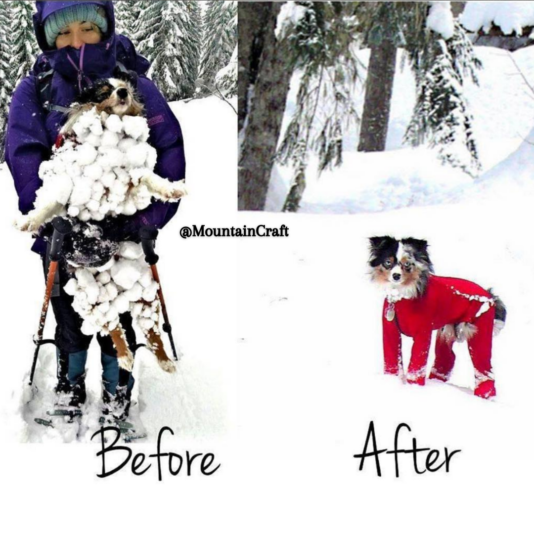 Before and After Dog in Snow