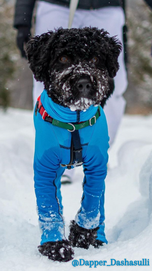 Dog in Bodysuit for Snow Protection