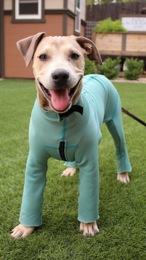 Dog in Fleece Bodysuit for Warmth