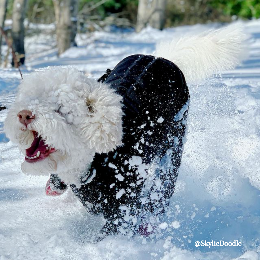 Doodle Running Through Snow in Dog Bodysuit Doodle Running Through Snow in Dog Bodysuit