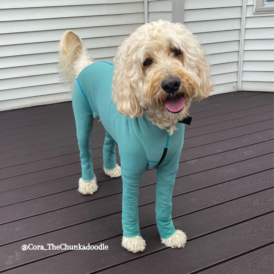 Doodle in Bodysuit for Dogs
