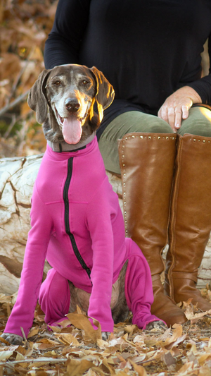German Shorthaired Pointer in Dog Bodysuit for Warmth