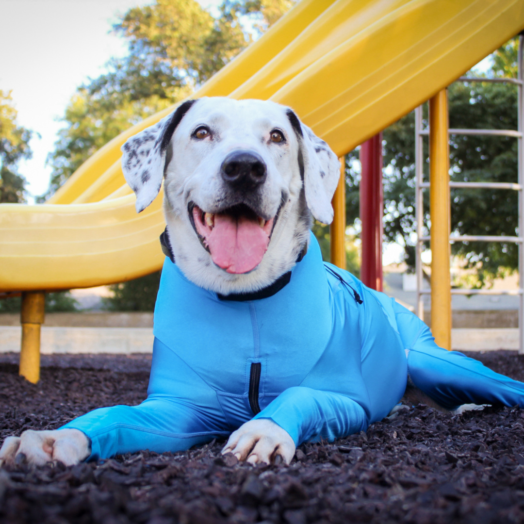 Great Dane in Bodysuit for Sun Protection