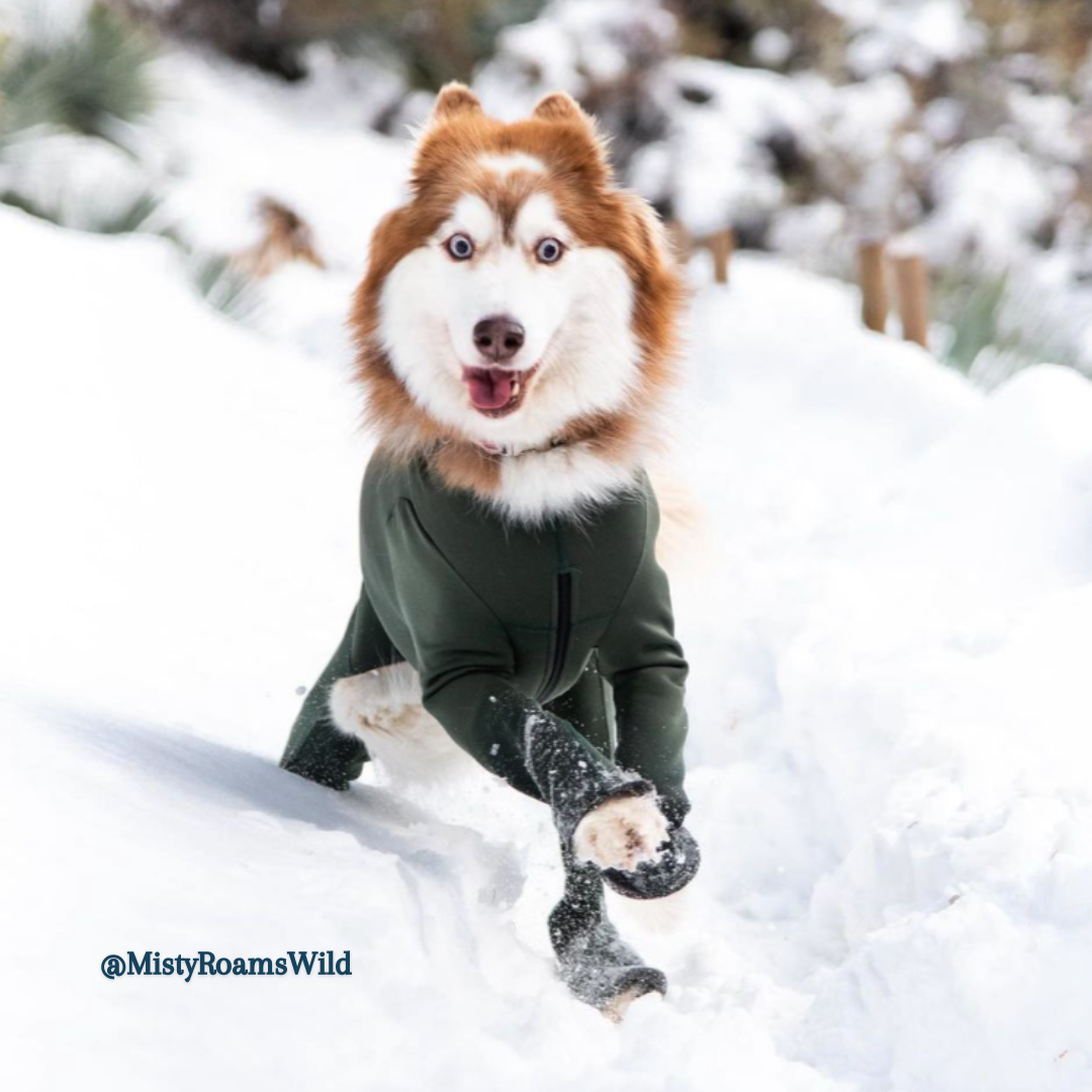 Husky in Dog Bodysuit for Snowball Prevention