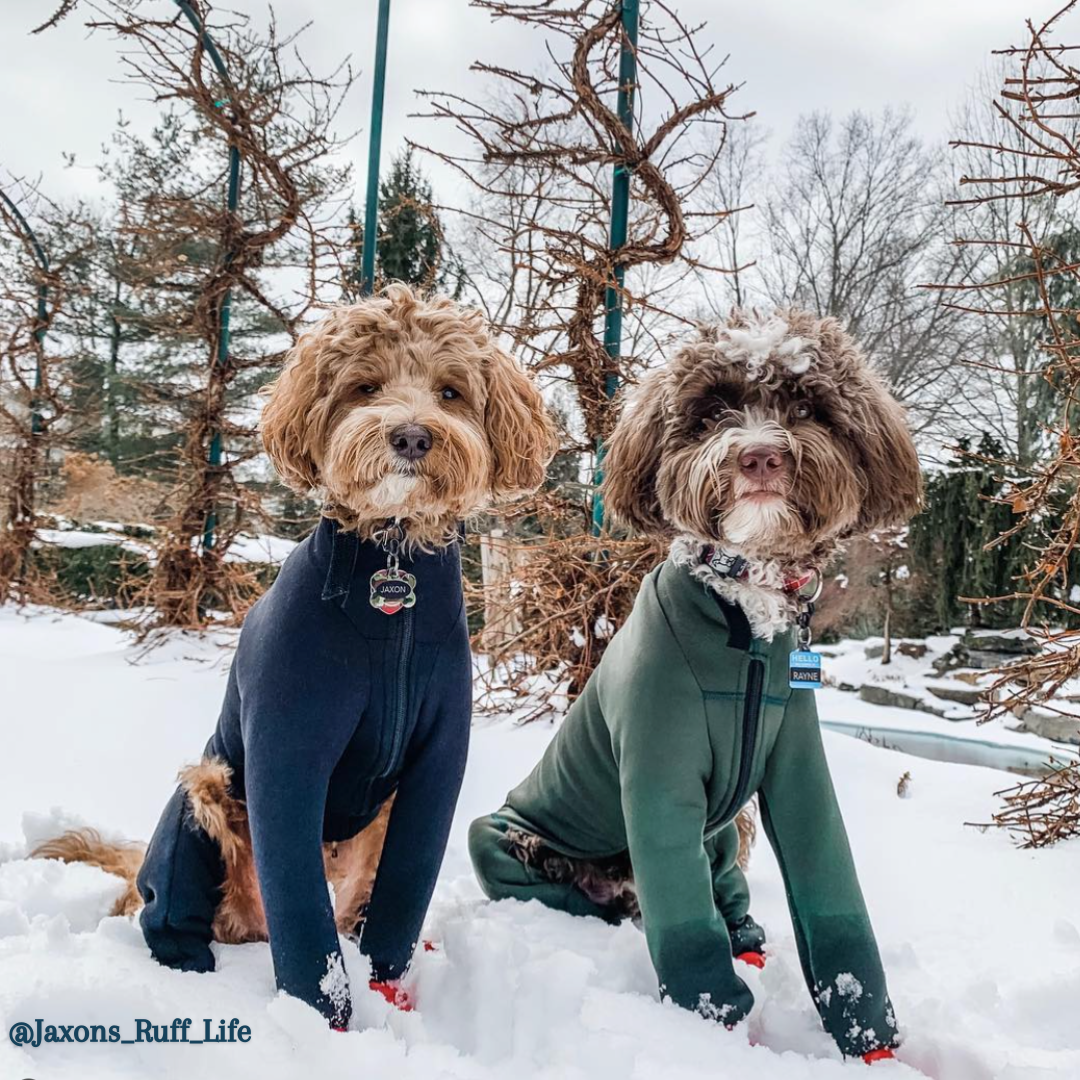 Labradoodles in Dog Bodysuits for Snowball Prevention