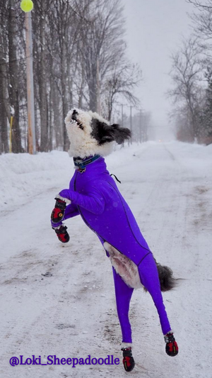 Sheepadoodle in Dog Bodysuit for Snow Protection