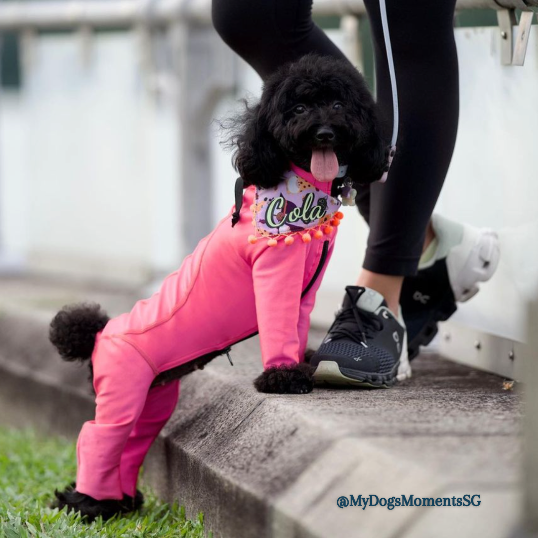 Small Dog in Bodysuit for Grooming Preservation