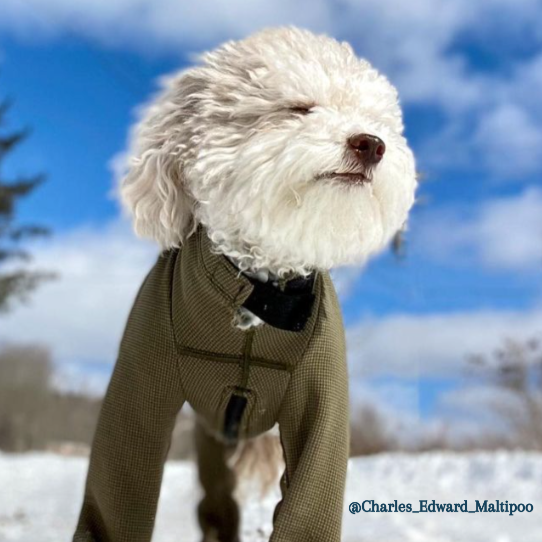 Small Dog in Snow Wearing Bodysuit Small Dog in Snow Wearing Bodysuit