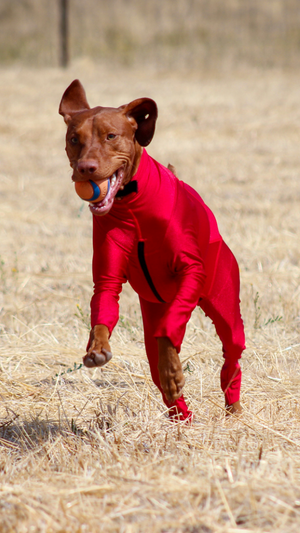 Vizsla Running in Dog Bodysuit