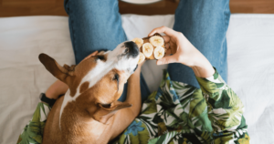 Small Dog Eating Homemade Banana Dog Treat for the Holidays