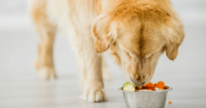 Golden Retriever Eating Homemade Carrot Dog Treats