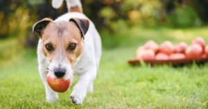Jack Russel Terrier Eating Apple 