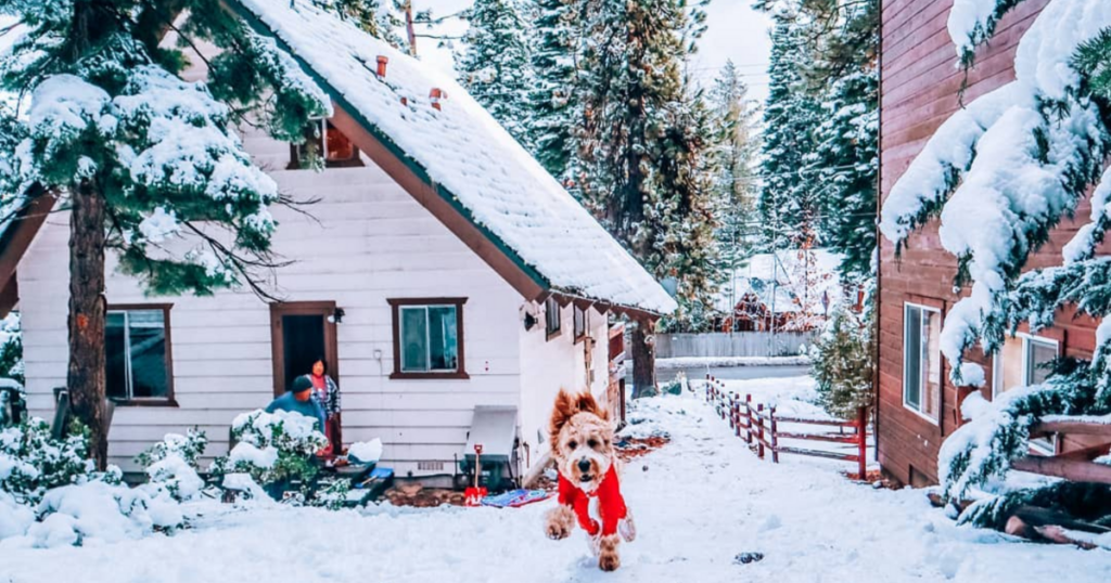 Small Dog in Bodysuit Running Through Snow