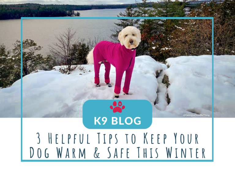 3 Helpful Tips to Keep Your Dog Warm and Safe This Winter