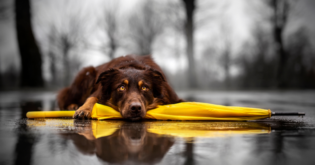 Dog laying down in the rain during the winter