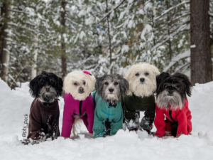 Small dogs in Arctic Fleece Bodysuit for snow protection and warmth