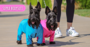 Scottish Terriers exercising for their physical and mental health
