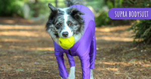 Border Collie exercising for physical and mental health benefits